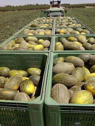 Comprar Melón