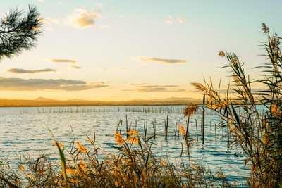 Donde los Arrozales de Valencia Encuentran el Agua